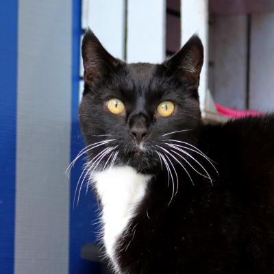 Peppie